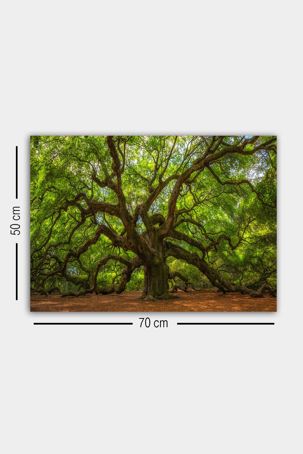Impressionante pintura decorativa em tela, 50 x 70 cm | 100% tela, 100% moldura de madeira (3 cm de espessura) | Perfeita para amantes de decoração e arte