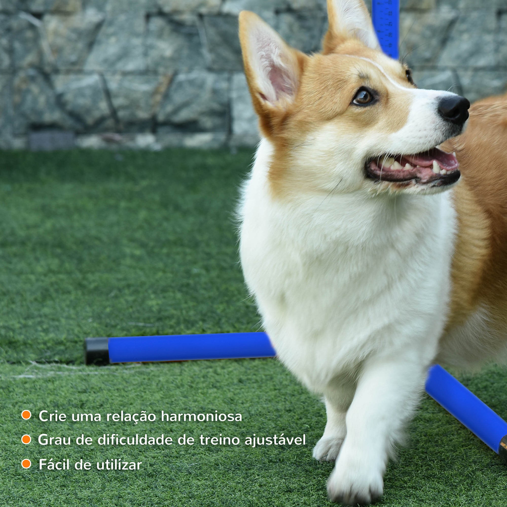 Conjunto de Obstáculos de Treinamento para Cães – 99x65x94 cm – Azul – PE, PVC e ABS