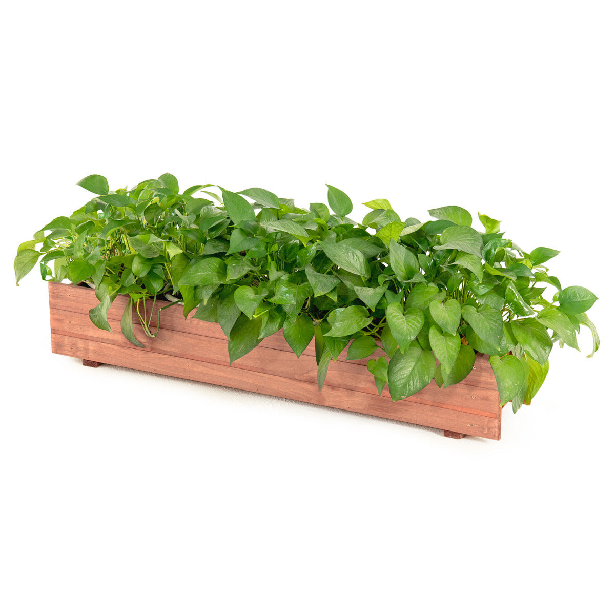 Arriate de Madeira Jardim Cama Elevada para Plantas Solo de Horta Urbana Caixa para Vegetais Frutas Ervas Pátio Varanda 91,5 x 18 x 15 cm