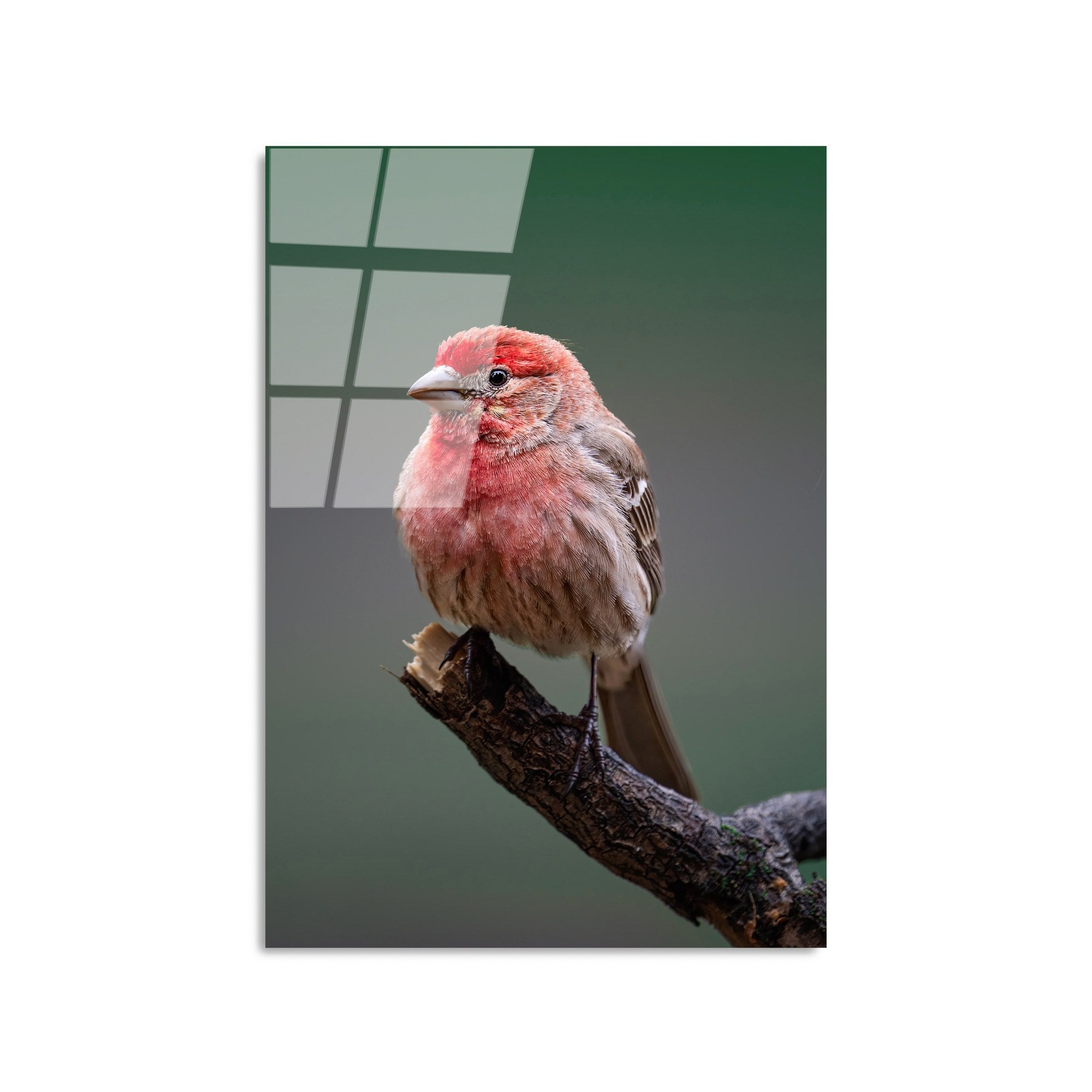 Quadro Decorativo em Vidro Temperado UV-300, Multicolor, 50 x 70 cm (4 mm)