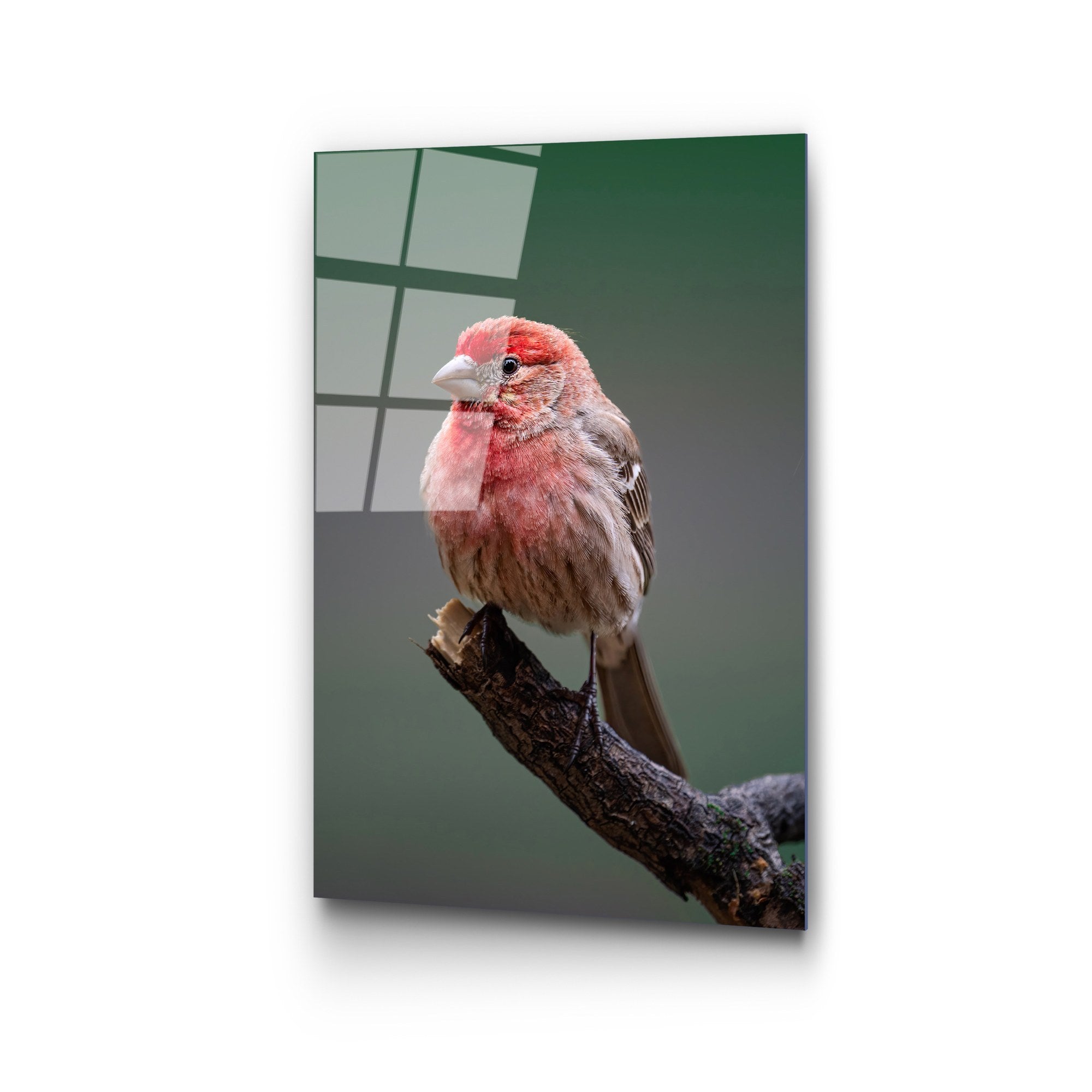 Quadro Decorativo em Vidro Temperado UV-300, Multicolor, 50 x 70 cm (4 mm)