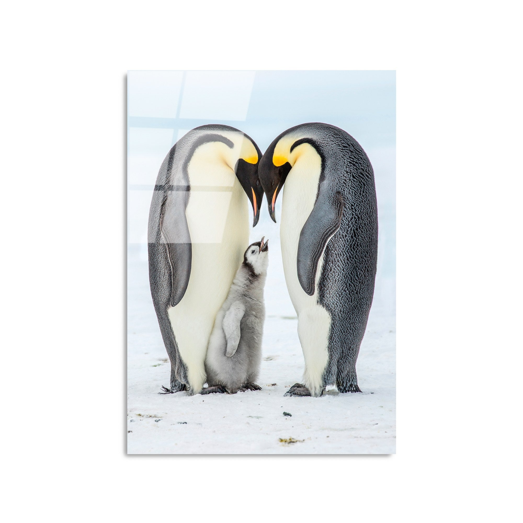 Quadro Decorativo em Vidro Temperado 50x70 cm (4 mm) Multicolor – UV-426 | 123BZM1520