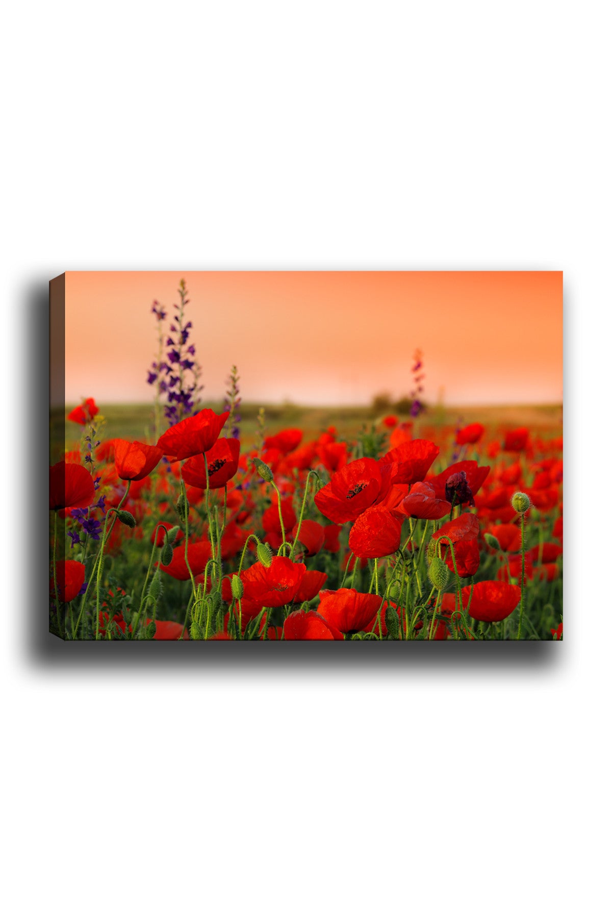 Impressionante pintura decorativa em tela, 50 x 70 cm | 100% tela, 100% moldura de madeira (3 cm de espessura) | Perfeita para amantes de decoração e arte