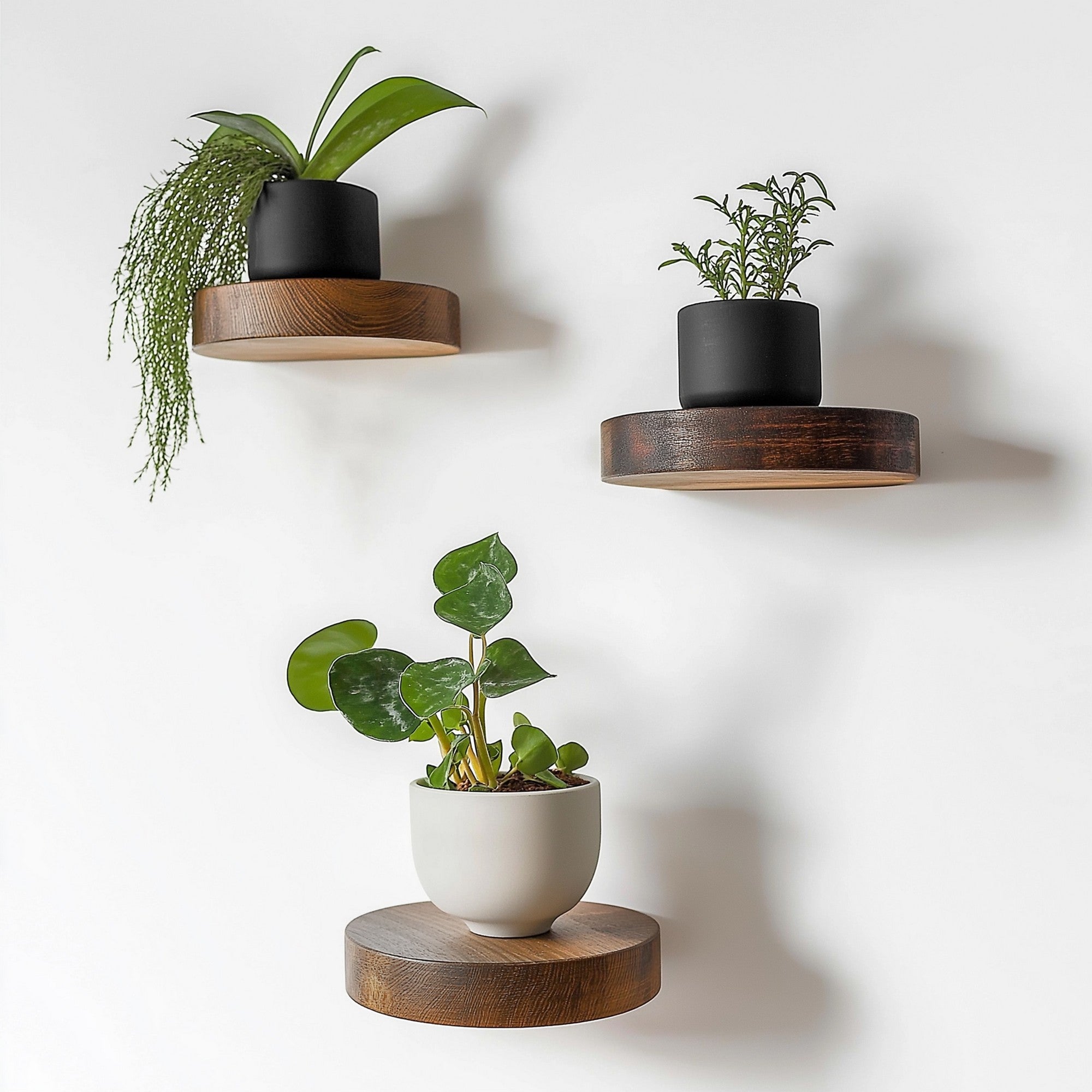 Prateleira de parede decorativa de madeira (3 peças), 12 cm de diâmetro, 1,9 cm de altura | 100% madeira maciça, montável na parede | Cor de madeira elegante para decoração de casa