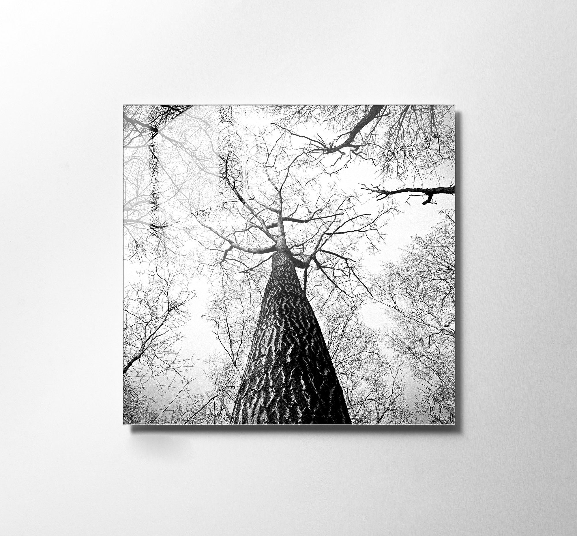 970GLS1832Tribo Home