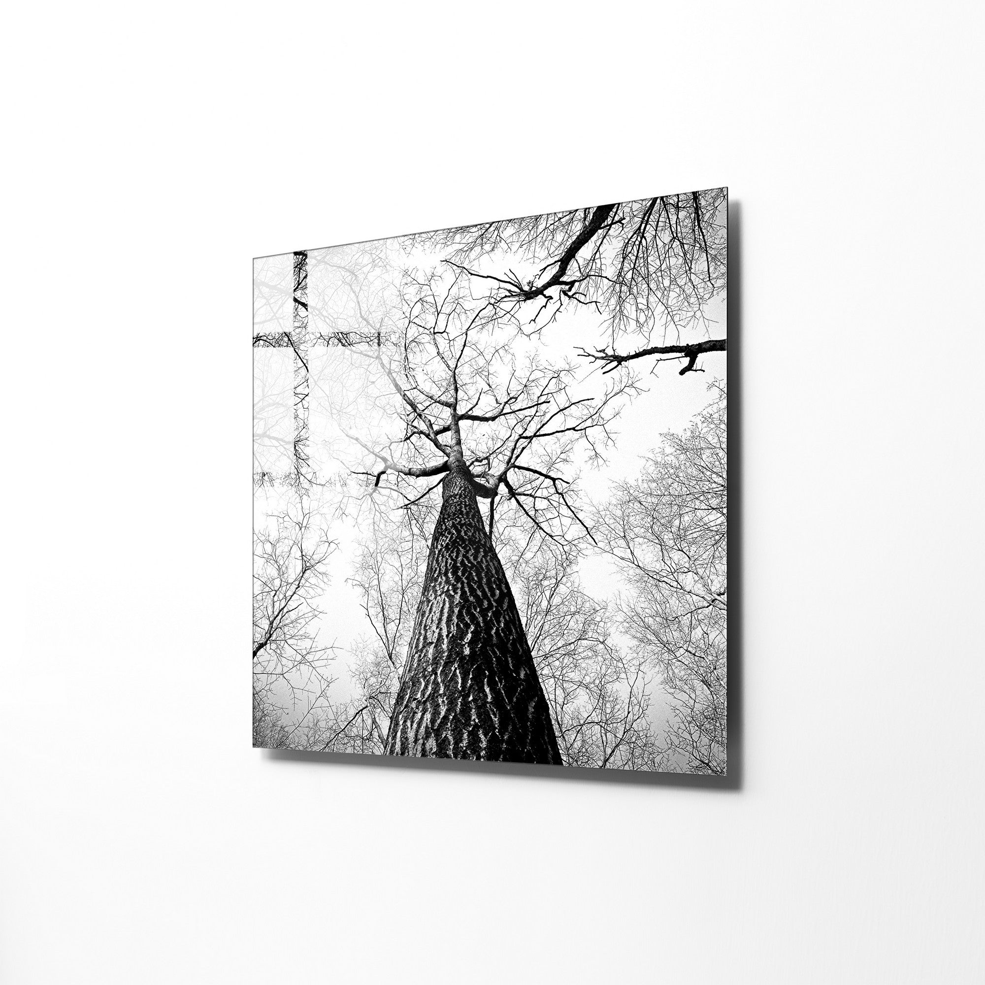 970GLS1833Tribo Home