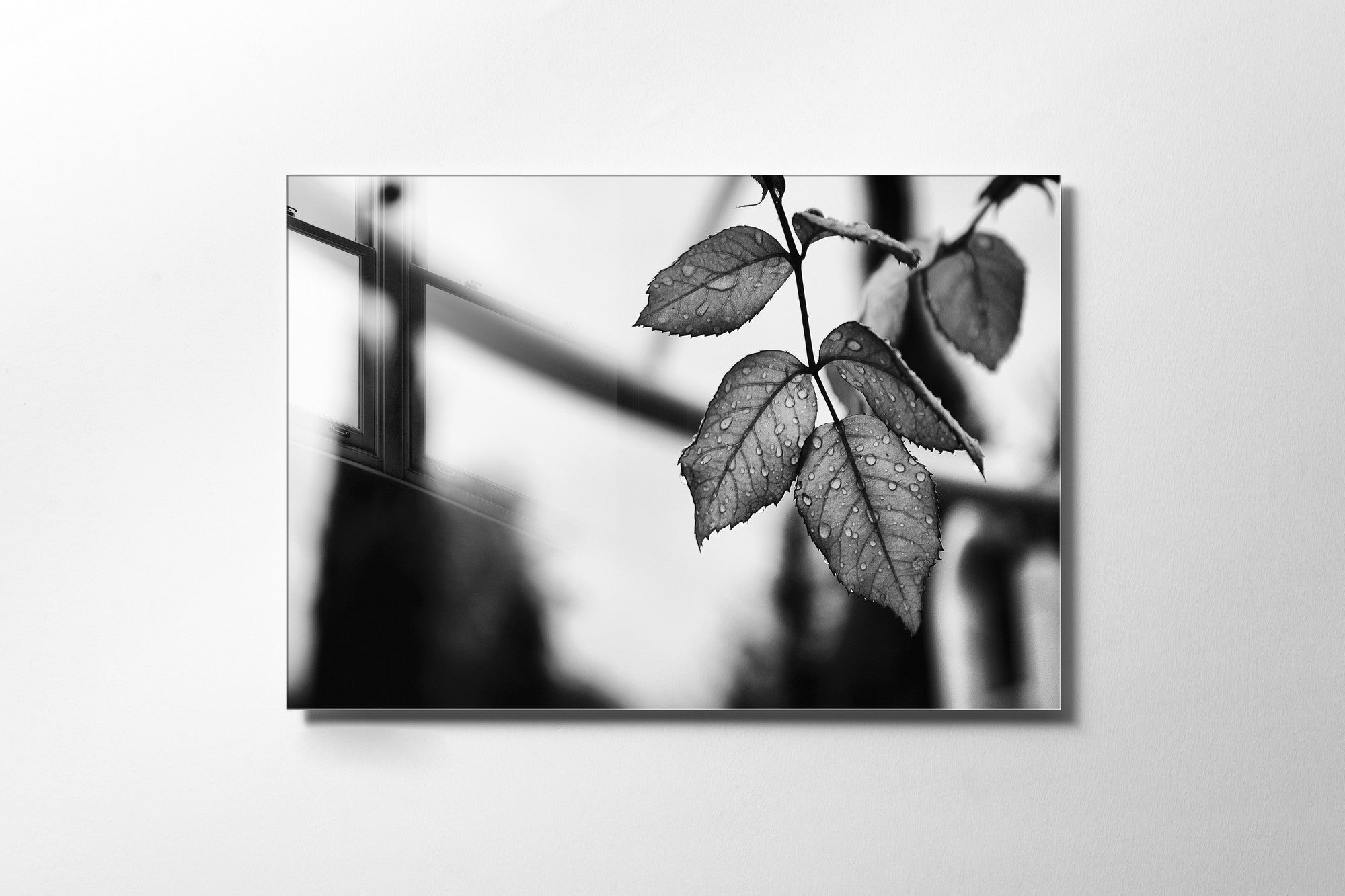 970GLS1949Tribo Home