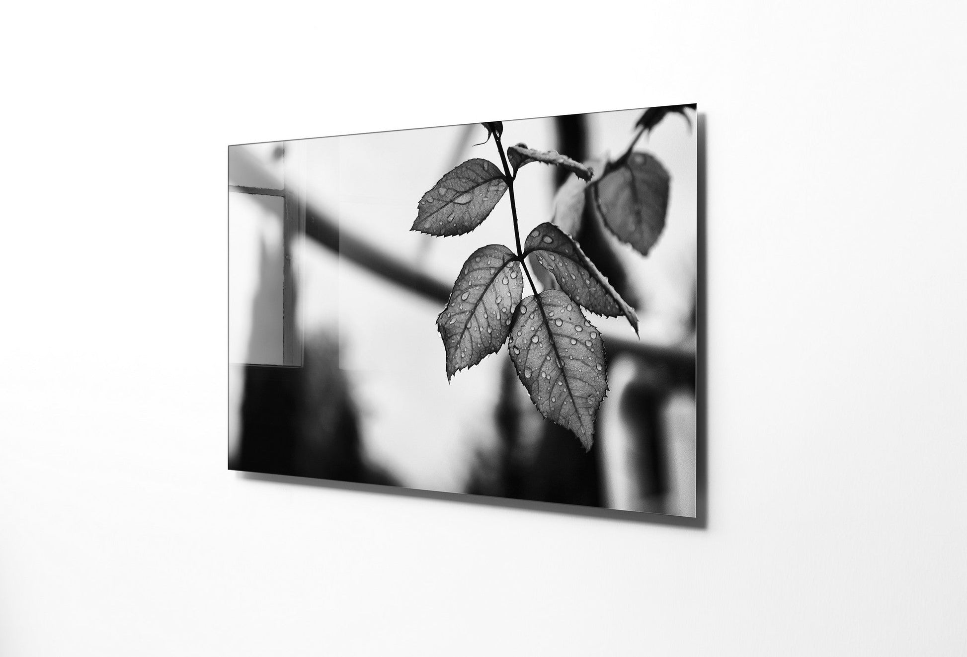 970GLS1952Tribo Home