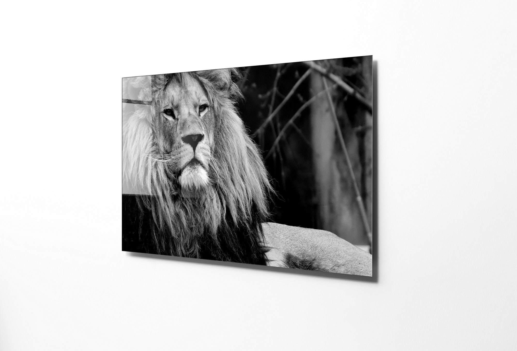 970GLS1960Tribo Home