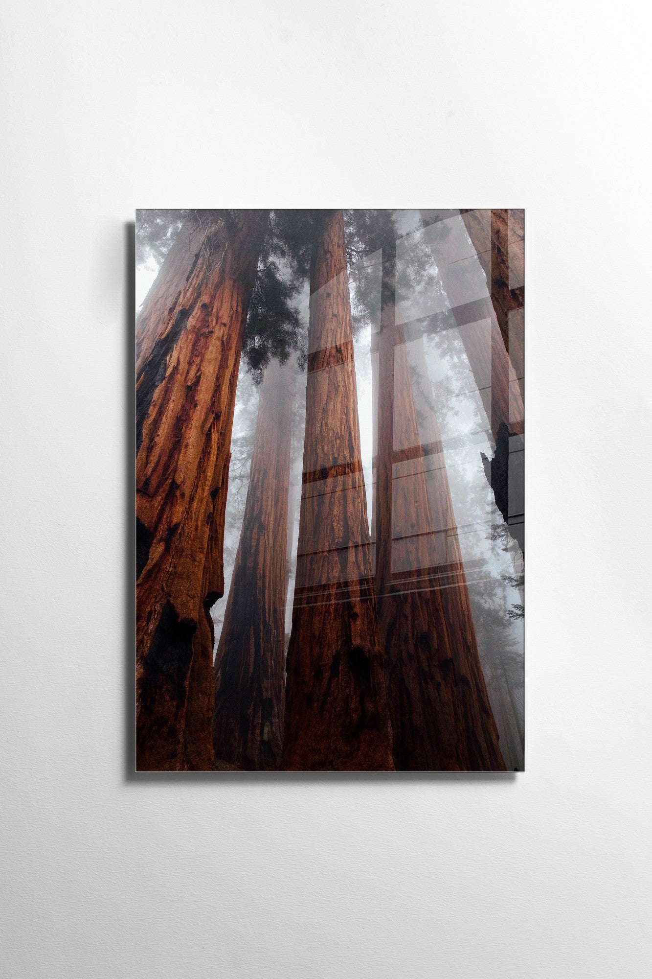 981GLS1278Tribo Home