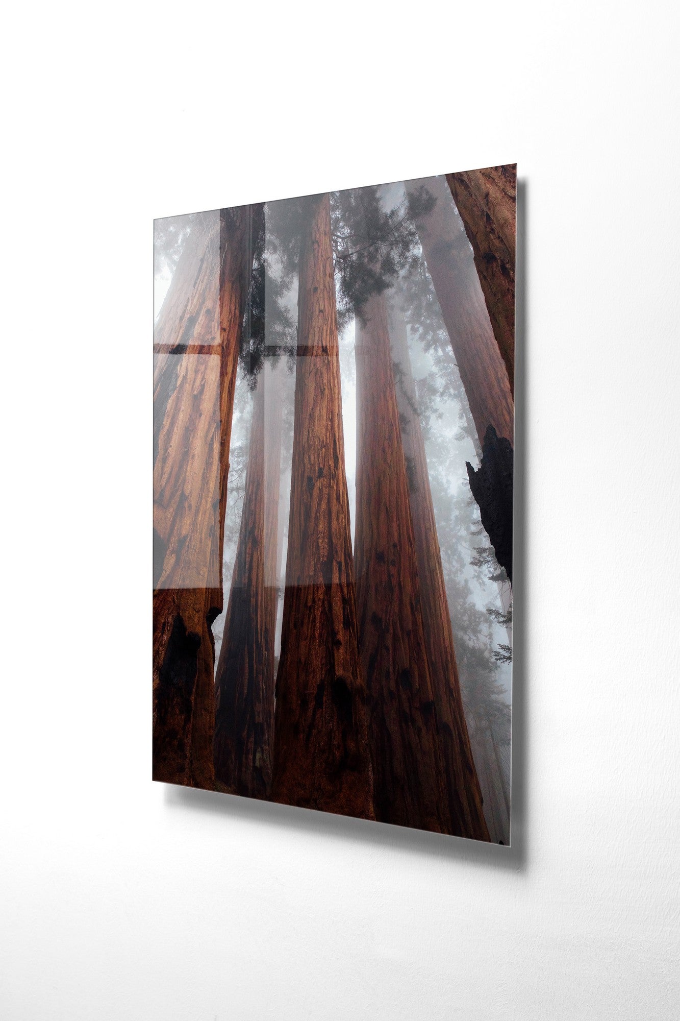 981GLS1278Tribo Home