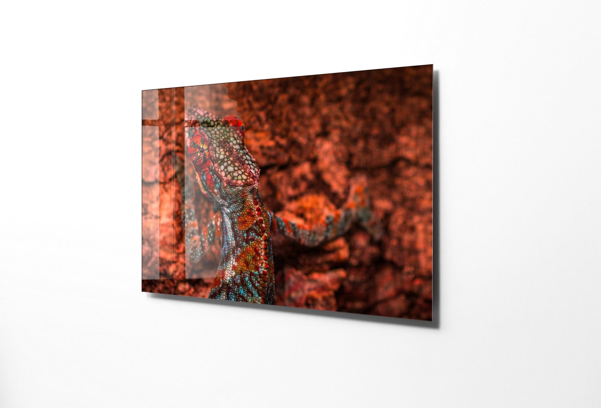 981GLS1797Tribo Home