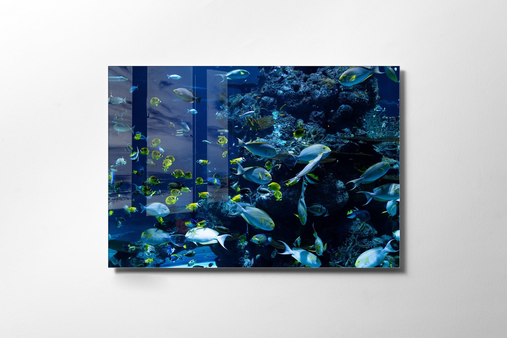 981GLS2136Tribo Home