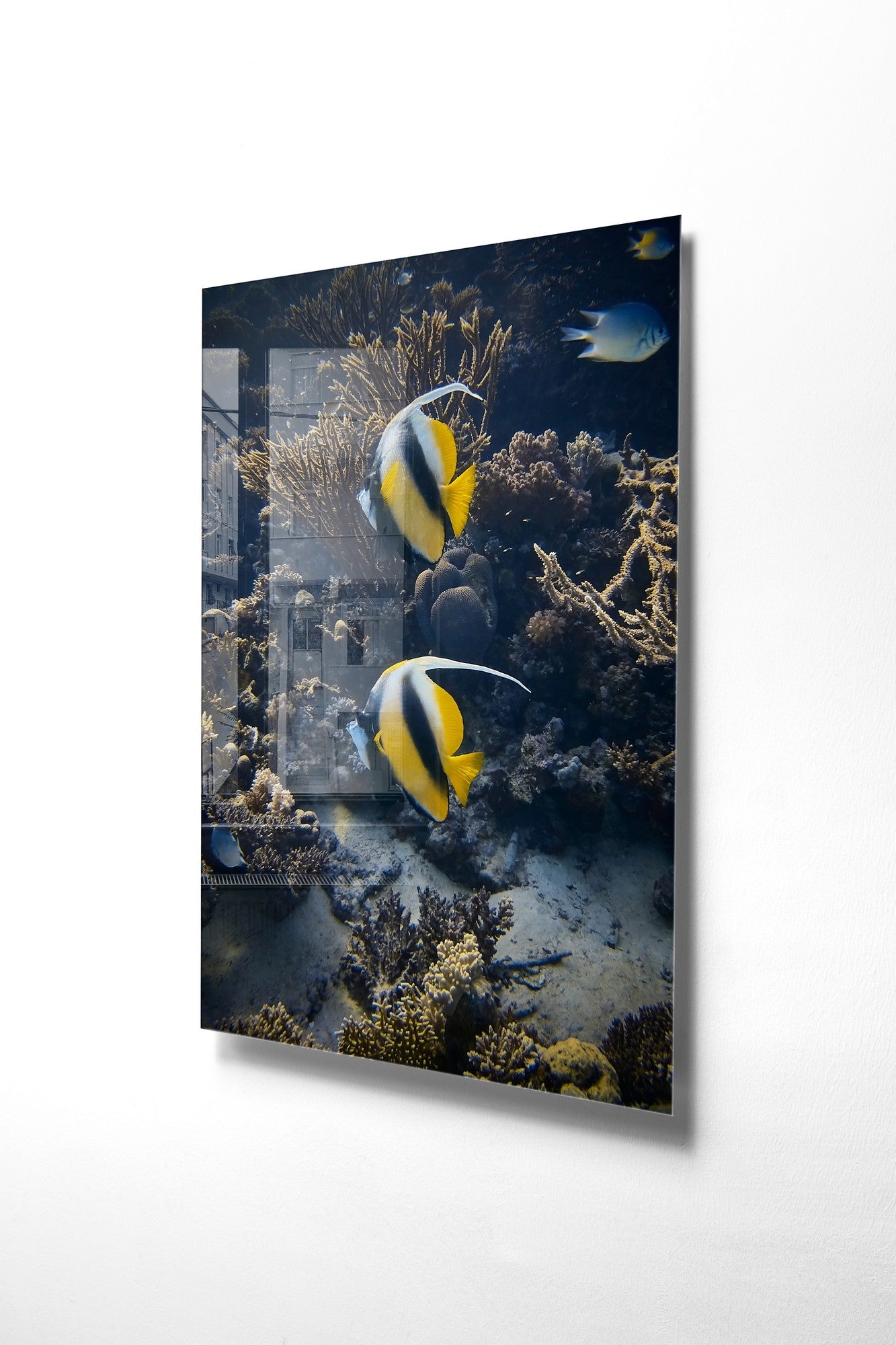 981GLS2162Tribo Home